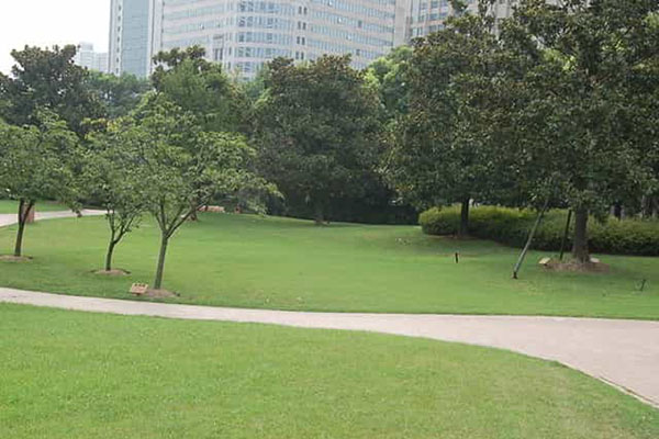 綠化養(yǎng)護(hù)如何成功移植植物？